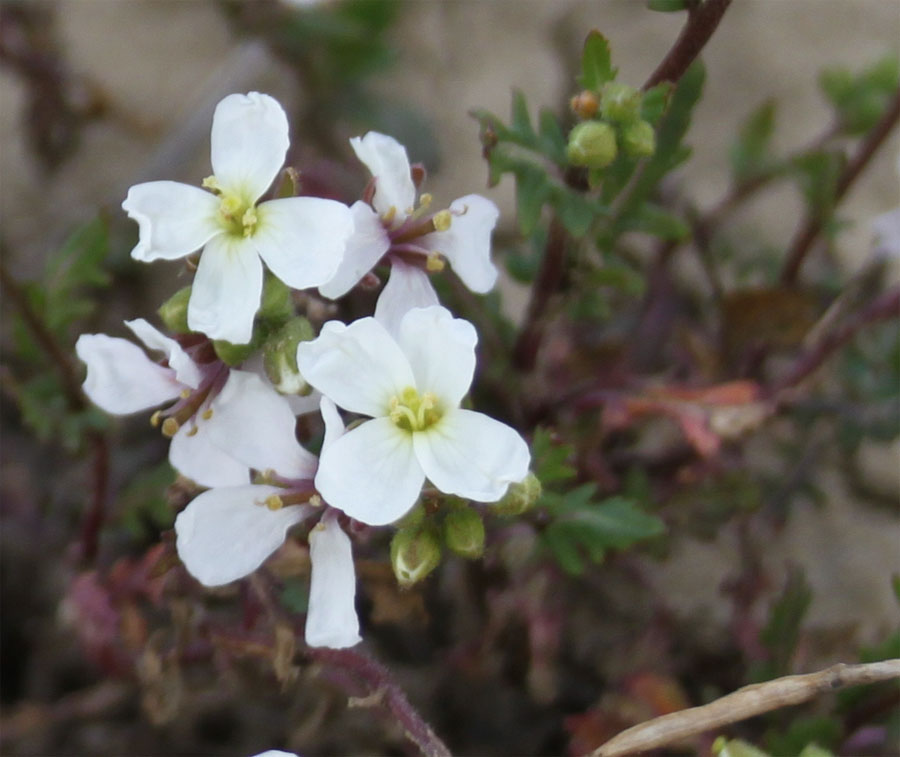 Diplotaxis erucoides (L.) DC.